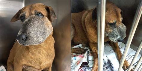 Dog Has Trouble Eating Due To Swollen Snout Spore Welfare Group Seeks