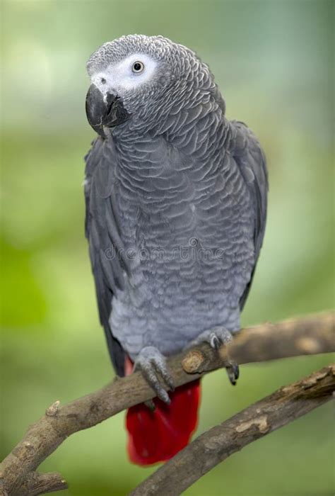 African Grey Parrot Sitting On Tree Branch Africa Stock Photo Image