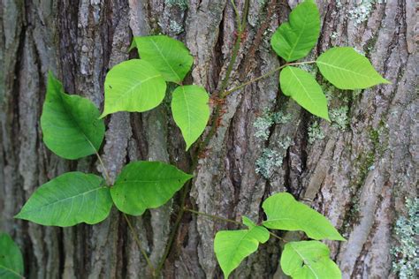 Identifying Poison Ivy