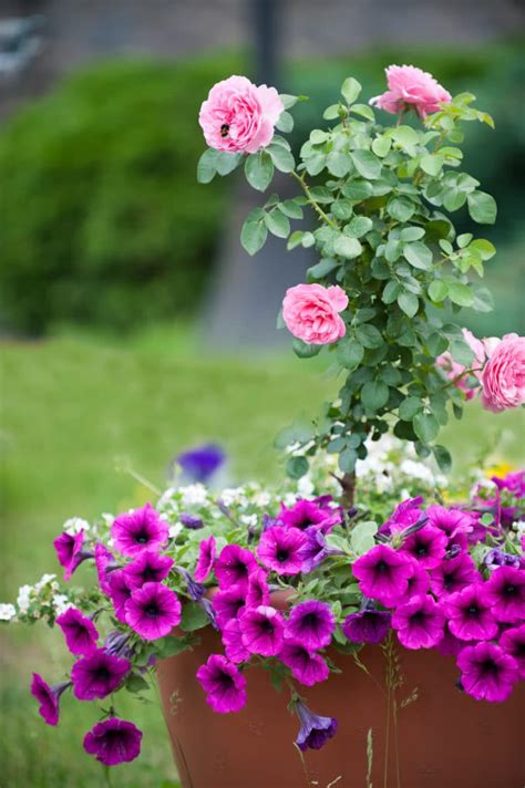 16 Annuals That Bloom All Summer Long Natalie Linda