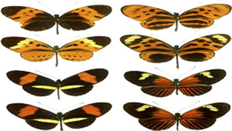 Example of batesian & mullerian mimicry? Mullerian Mimicry: Definition & Examples - Video & Lesson Transcript | Study.com