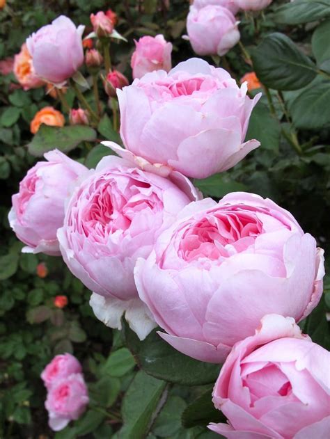 All these varieties are english shrub roses bred by david austin and have exceptional fragrance, a good long flowering period, plenty of blooms and relatively good disease resistance. 2548 best english roses images on Pinterest | David austin ...