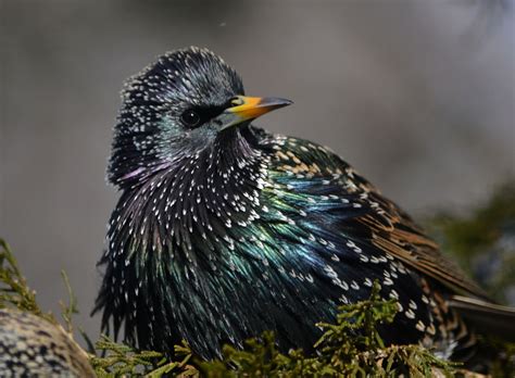 Woods Walks and Wildlife: Beautiful Starlings??