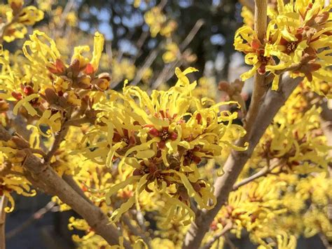 Witch Hazel Arnold Promise Tree Top Nursery And Landscape Inc