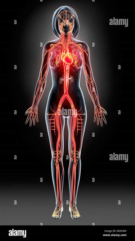 Body Arteries Hi Res Stock Photography And Images Alamy