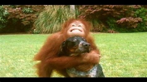 The Orangutan And The Hound Nat Geo Wild Animals Friendship Weird