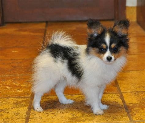 Roads End Papillons And Phalenes 3 Months Old Papillon Dog Papillon