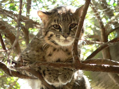 Gato montés Oncifelis geoffroyi Sistema Departamental Zoológico