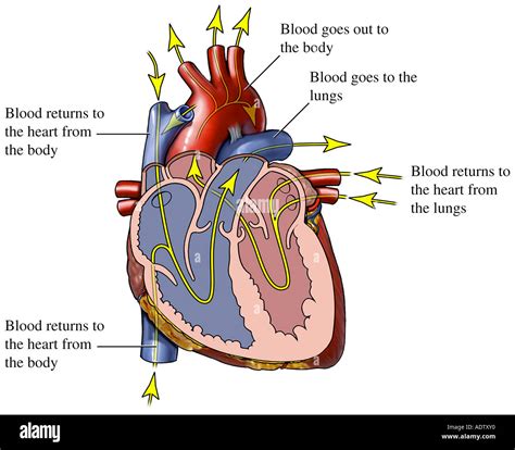 Circulacion De La Sangre A Traves Del Corazon Anatomia Del Corazon Images