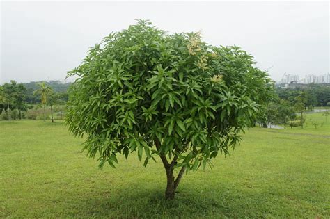 Mango Tree Live Fruit Tree In A 3 Gallon Pot Manera Indica