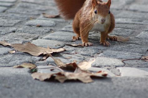 Collector Squirrel On The Run Martin Fisch Flickr