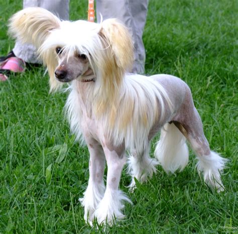Chinese Crested Breed Guide Learn About The Chinese Crested