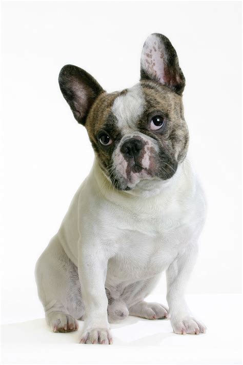 Females top out at 90 pounds while males can get up to 130 pounds. French Bulldogs | Cesar's Way