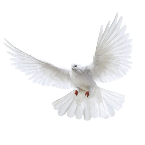 Homing Pigeon Bird Columbinae White Flying Pigeon Png Image Png