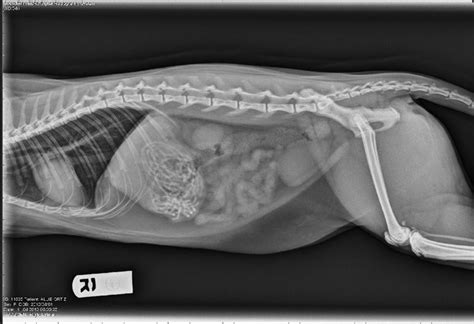 They show a normal cat chest x ray. You Asked For It: More Crazy X-Rays - Veterinary Practice News