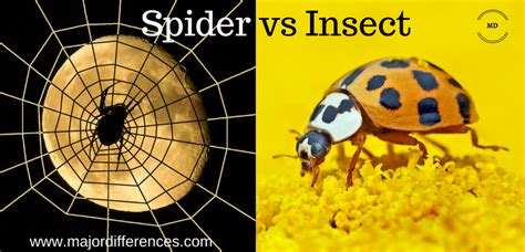 Difference Between Spider And Insect Spider Vs Insect