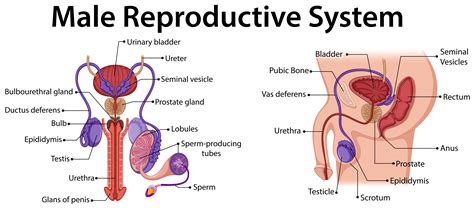 Male Reproductive System Vector Art Icons And Graphics For Free Download
