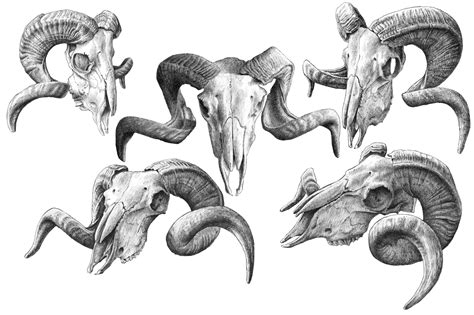 Goat Skulls Hand Drawn Graphic Objects Creative Market