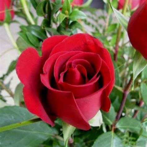 Catat Gambar Pohon Bunga Mawar Merah Jaman Now Informasi Seputar