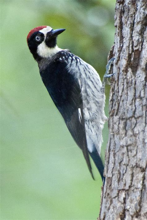 Acorn Woodpecker Nature Photography Passerine