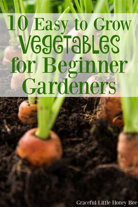 10 Easy To Grow Vegetables For Beginner Gardeners Easy Vegetables To