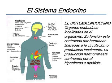 Sistema Endocrino ¿qué Es Anatomía Fisiología Función Y Mucho Más