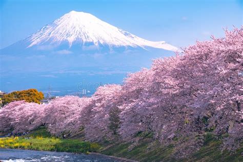 Mount Fuji Mt Fuji With Sakura Cherry Blossom At The River In The