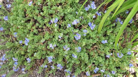 Purple Low Growing Ground Cover Ask An Expert