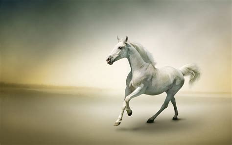 3d Beautiful White Horse Wallpaper