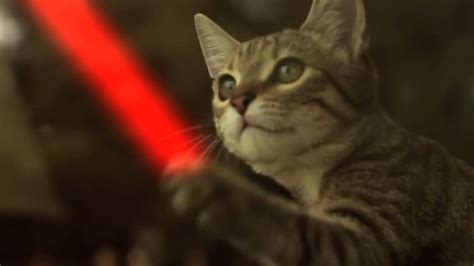 Jedi Kitten With The Force May The 4th Be With You Created By