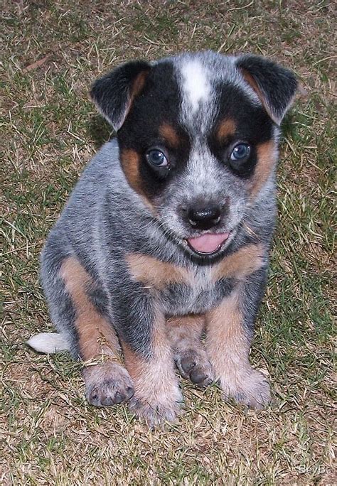 Blue Heeler Pup By Bevb Redbubble