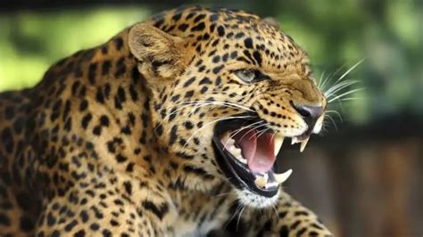 Leopardo De Amur Características Físicas Mundo Ecologia