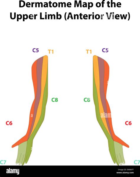 Dermatome Map Armsdermatome Map Of The Upper Limb Stock Photo Alamy