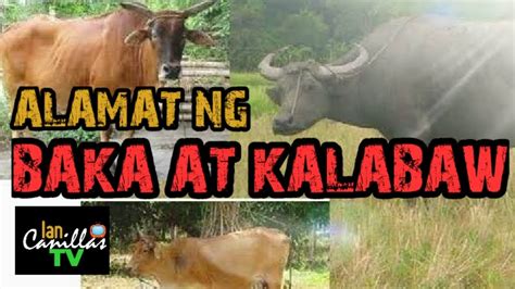 Ang Kabayo At Ang Kalabaw Buod