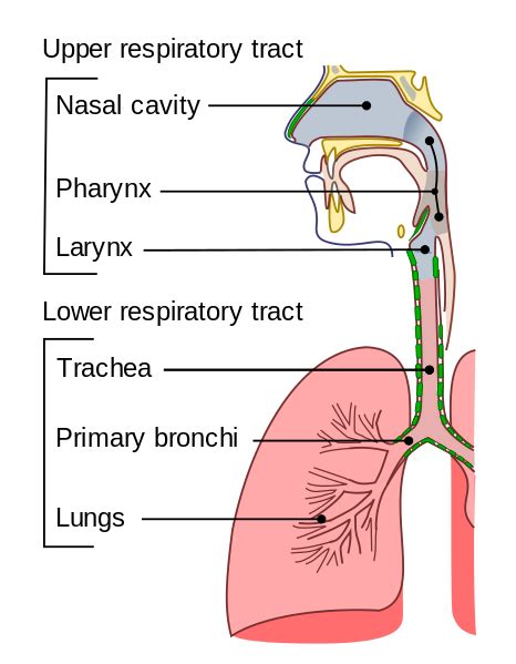 Difference Between Upper And Lower Respiratory Tract Definition