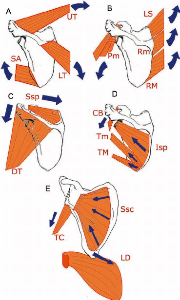 Scapular Muscles And Their Effect On Scapular Dynamic Stability A