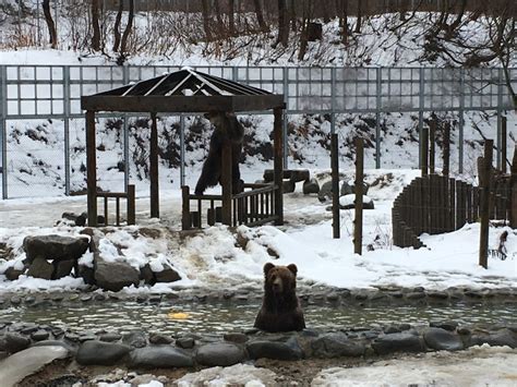 Japan Bear Parks Wild Welfare