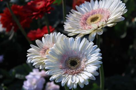 All About Gerbera Daisies Their Rich Symbolism And Enchanting Stories