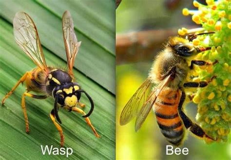 Whats The Difference Between A Bee And A Wasp Bens Bees