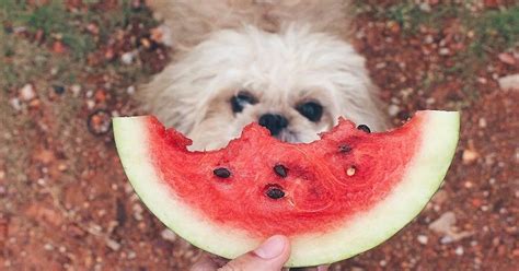 Czy Pies Moze Jesc Bob - Czy pies może jeść arbuza - poznaj odpowiedź na pytanie