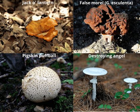 The 9 Most Common Edible Mushrooms In Massachusetts Foragingguru