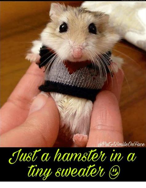 Hamster Facetime Meme
