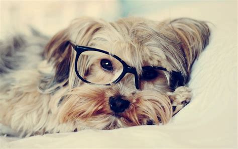 Vectorafbeelding schattige dieren achtergrond kan worden gebruikt voor persoonlijke en commerciële doeleinden in overeenstemming met de. Hond met bril achtergrond | Mooie Leuke Achtergronden Voor ...