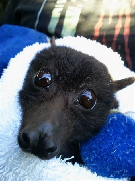 Bats Have The Cutest Faces Ever Fox Bat Baby Bats Cute Animals