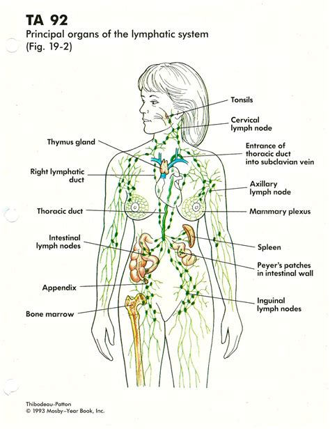 Labeled Diagram Of The Lymphatic System Knitive