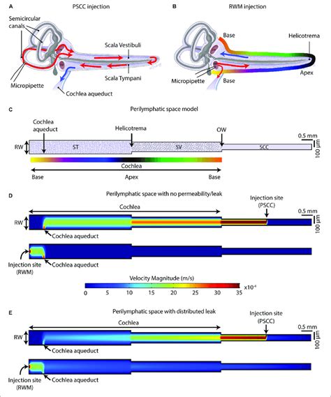 Schematic Of Mouse Cochlea In Uncoiled Configuration Pathways Of Dye