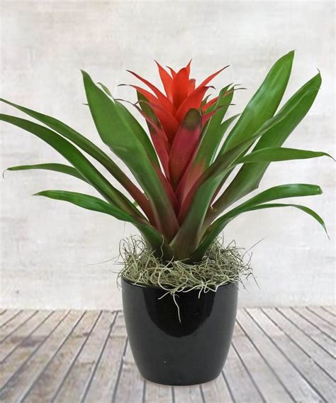Bromeliad Plant Care How To Grow Bromeliad The Right Way Low Light