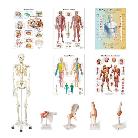 Anatomy Set Physio Clinic English 8001101 Anatomy Sets 3b
