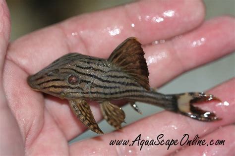 Jan 26, 2018 · as with all fish tanks, the water, substrate, and decorations should be cycled in the tank before fish are introduced. Royal Pleco L-190 1"-2" (Panaque nigrolineatus) - Product View