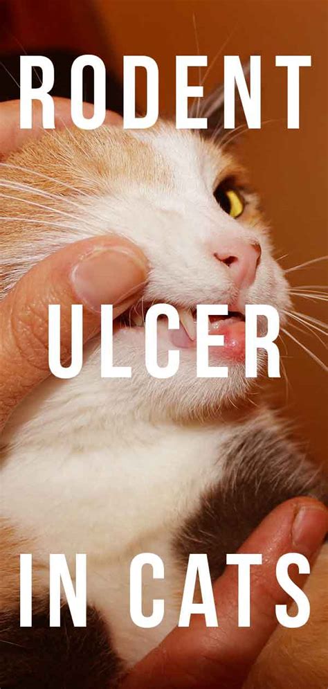 Rodent Ulcer Cat Mouth Ulcers And What To Do About Them